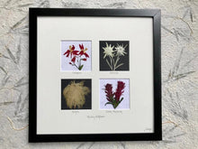 Real Pressed Red Mountain Wildflower Framed Artwork by Pressed Wishes