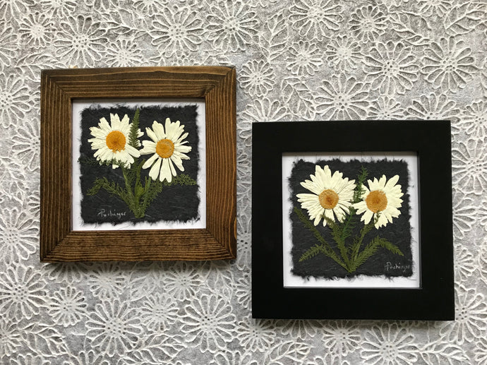 dried daisy; pressed white shasta daisy framed art with black and walnut frame