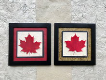 Dried Maple Leaves. pressed single maple leaf with red and green paper and black frame