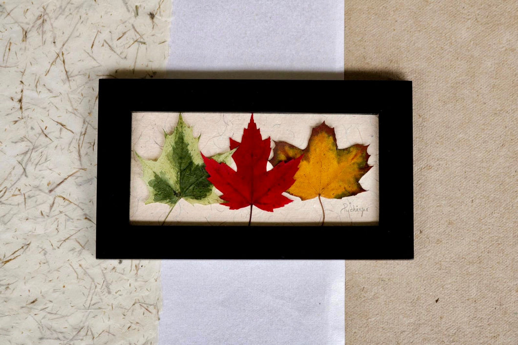 pressed maple leaf framed artwork for cottage or home decor