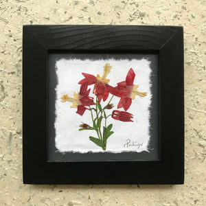 Dried Flowers; Pressed botanical art; Wild columbine framed artwork in black handmade frame