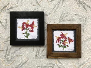 Dried columbine; real pressed red wild columbine framed botanical art. Available in black and walnut frame